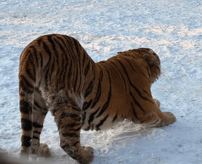 行社前十 靠谱机构+用户真实评测推荐新葡京博彩口碑为证！2026哈尔滨旅(图2)